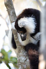 Image showing Black-and-white ruffed lemur (Varecia variegata subcincta)