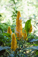 Image showing orange flower in madagascar rainforest