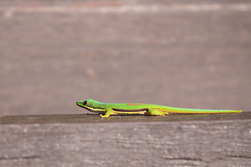 Image showing Lined Day Geckos (phelsuma Lineata Lineata)