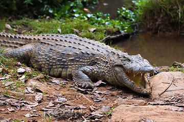 Image showing Madagascar Crocodile, Crocodylus niloticus