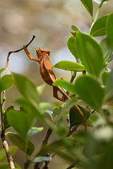 Image showing Perinet chameleon, (Calumma gastrotaenia)