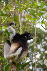 Image showing Black and white Lemur Indri