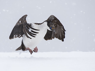 Image showing Antarctic Shag close up