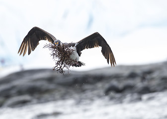 Image showing Antarctic Shag close up