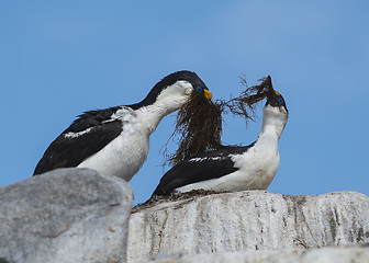 Image showing Antarctic Shag close up