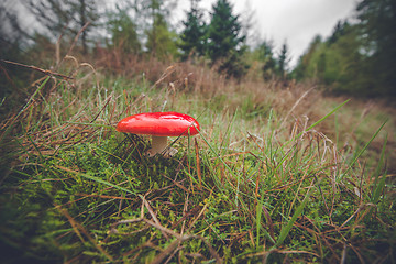 Image showing Red mushroom in the fall