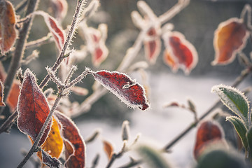 Image showing Cold morning with frost on plants