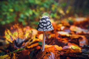 Image showing Coprinopsis picacea mushroom in the autumn