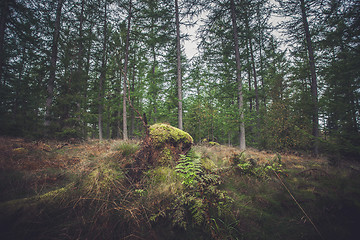 Image showing Forest in autumn with green moss