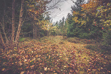 Image showing Autumn leaves on the ground