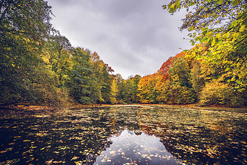 Image showing Lake covered with autumn leaves