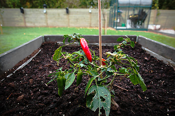 Image showing Chili plant in a garden in the soil