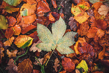 Image showing Autumn maple leaf in a forest