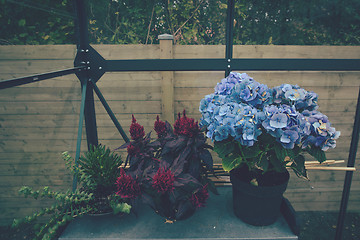 Image showing Flower pots in a greenhouse