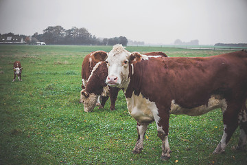 Image showing Hereford cow looking out
