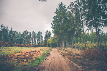 Image showing Forest trail in the fall