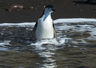 Image showing Chinstarp Penguin in the water