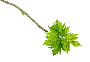 Image showing Spring twigs of maple ash with young green leaves