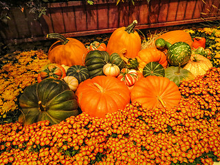 Image showing Pumpkins