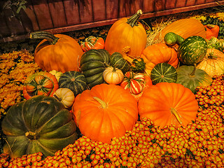 Image showing Pumpkins