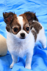 Image showing small chihuahua puppy is resting