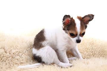 Image showing chihuahua is resting