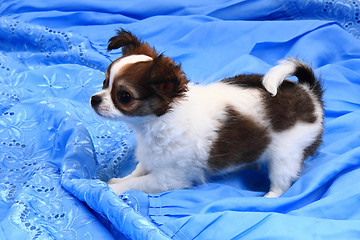 Image showing small chihuahua puppy is resting