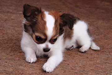 Image showing small chihuahua puppy is resting