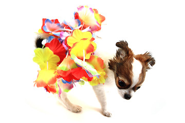 Image showing small chihuahua puppy is dancing