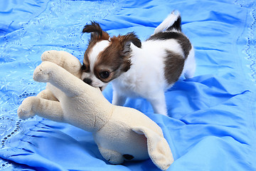 Image showing small chihuahua puppy is fighting