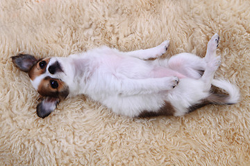 Image showing small chihuahua puppy is resting