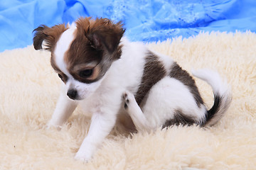 Image showing small chihuahua puppy is resting