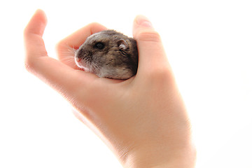 Image showing dzungarian hamster in the human hand