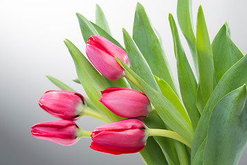 Image showing Crimson tulip flower on background