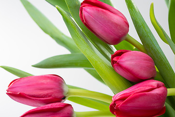 Image showing Crimson tulip flower on background