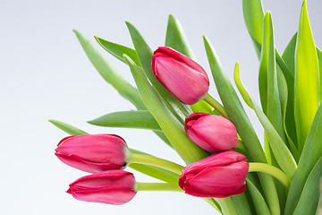 Image showing Crimson tulip flower on background