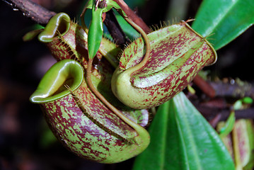 Image showing Pitcher Plant E