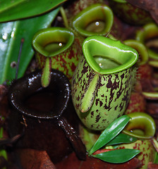 Image showing Pitcher Plant C