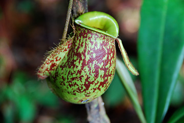 Image showing Pitcher Plant B