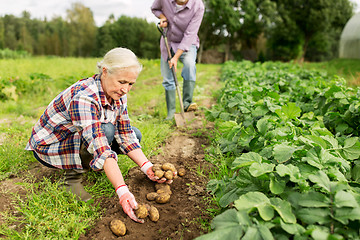 Image showing senior couple planting potatoes at garden or farm