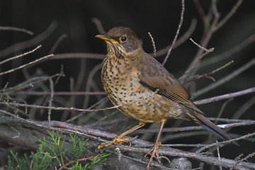 Image showing Trush bird in Falklands