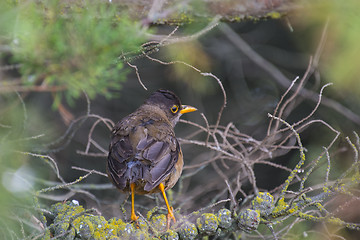 Image showing Trush bird in Falklands