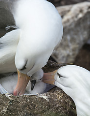 Image showing Black browed albatross Saunders Island