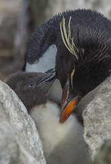 Image showing Rockhopper penguin with chick