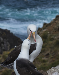 Image showing Black browed albatross Saunders Island