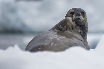 Image showing Weddell Seal laying on the ice