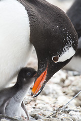 Image showing Gentoo Penguin on the nest
