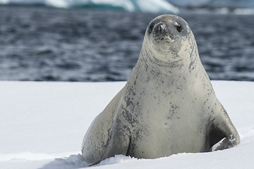 Image showing Crabeater seals on the ice.