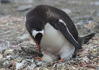 Image showing Gentoo Penguin on the nest