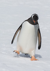 Image showing Gentoo Penguin walk on the snow